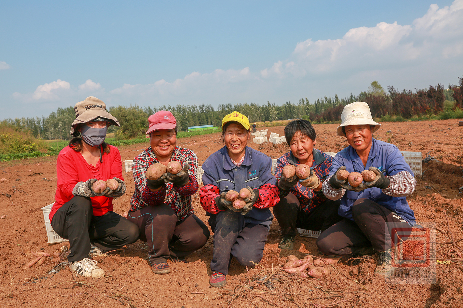 富硒地瓜丰收了(富硒地瓜真的含硒吗)-硒宝网