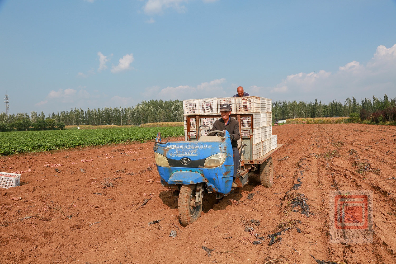 富硒地瓜丰收了(富硒地瓜真的含硒吗)-硒宝网