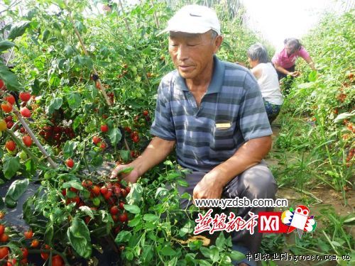 富硒地瓜有毒吗（富硒地瓜真的含硒吗）-硒宝网