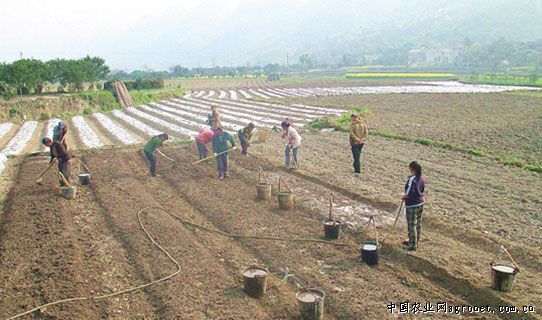 富硒地瓜有毒吗（富硒地瓜真的含硒吗）-硒宝网