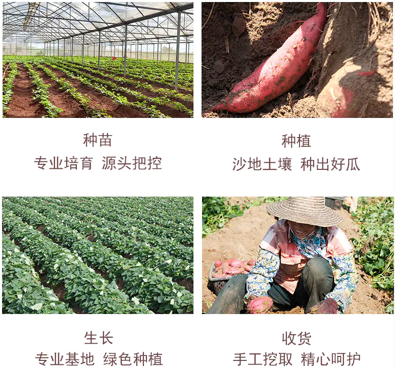 富硒地瓜蒸多久（富硒地瓜蒸着吃还是煮着吃）-硒宝网