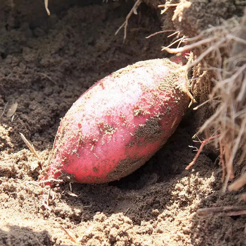 富硒地瓜蒸多久（富硒地瓜蒸着吃还是煮着吃）-硒宝网