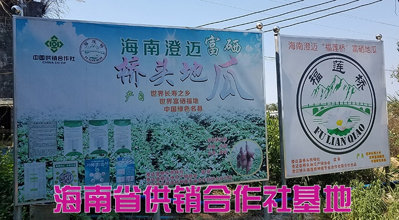 桥头富硒地瓜种（桥头地瓜富硒含量）-硒宝网