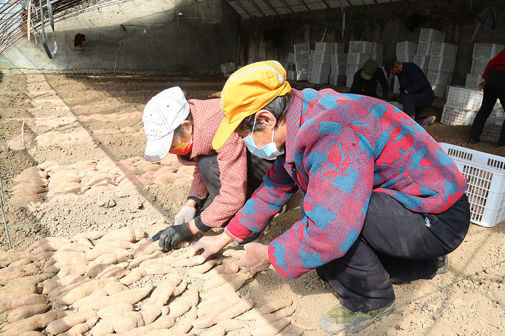 富硒地瓜的禁忌(吃富硒地瓜有什么好处)-硒宝网