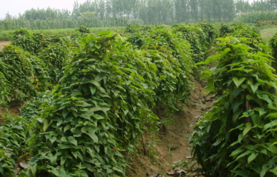 富硒雪莲果地瓜（雪莲果和地瓜味道一样吗）-硒宝网