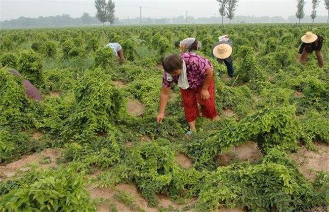 富硒雪莲果地瓜（雪莲果和地瓜味道一样吗）-硒宝网