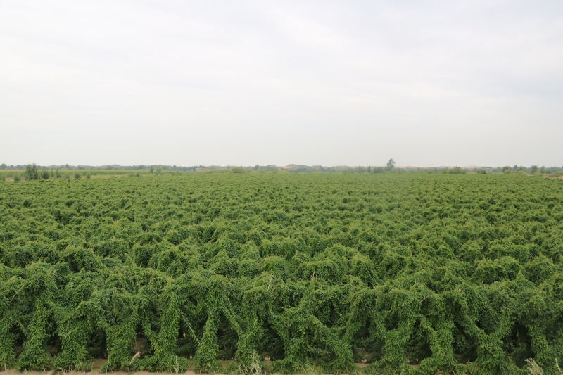 富硒雪莲果地瓜（雪莲果和地瓜味道一样吗）-硒宝网
