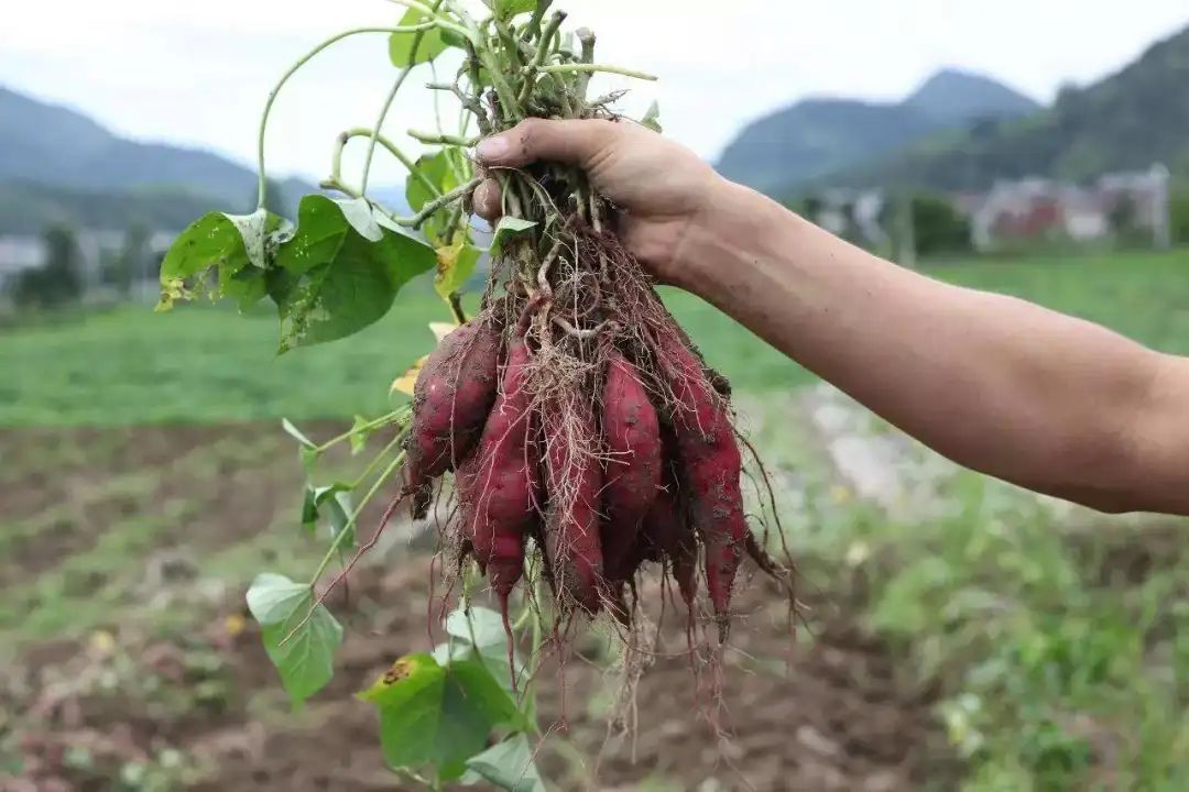 富硒地瓜蛋直播(富硒地瓜蛋直播)-硒宝网
