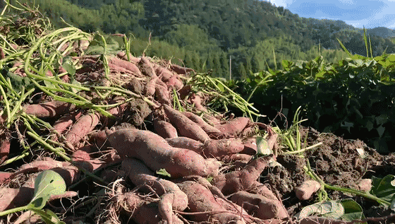 富硒地瓜蛋直播(富硒地瓜蛋直播)-硒宝网