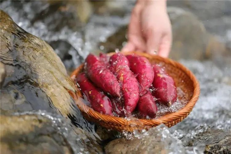 富硒地瓜蛋直播(富硒地瓜蛋直播)-硒宝网