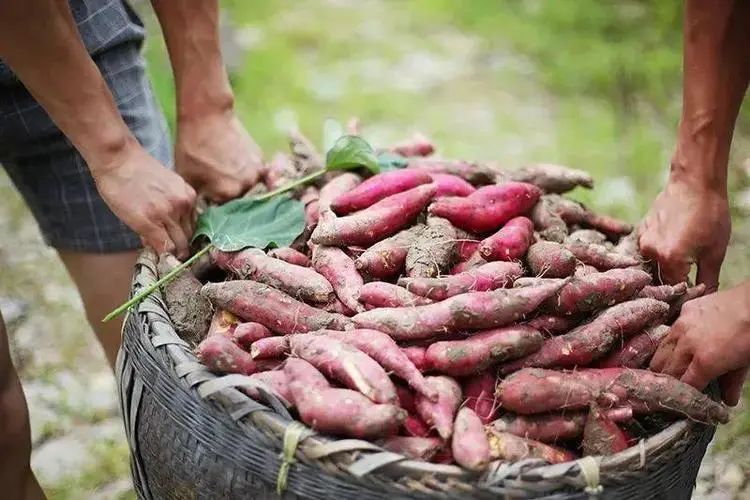 富硒地瓜蛋直播(富硒地瓜蛋直播)-硒宝网