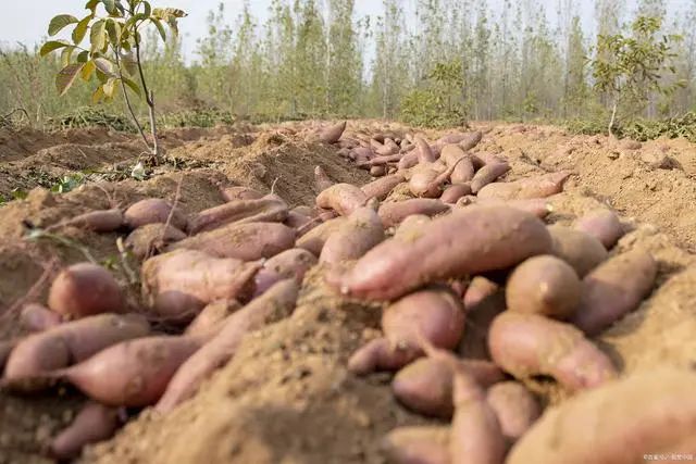富硒地瓜蒸多久(富硒地瓜有什么好处)-硒宝网