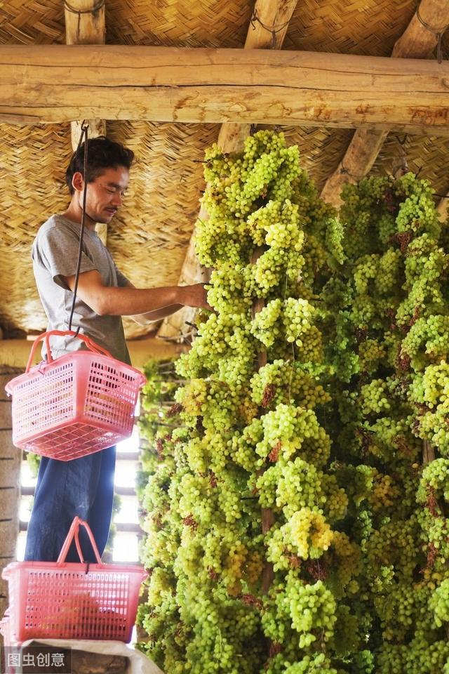 富硒烤地瓜视频(富硒地瓜营养价值)-硒宝网