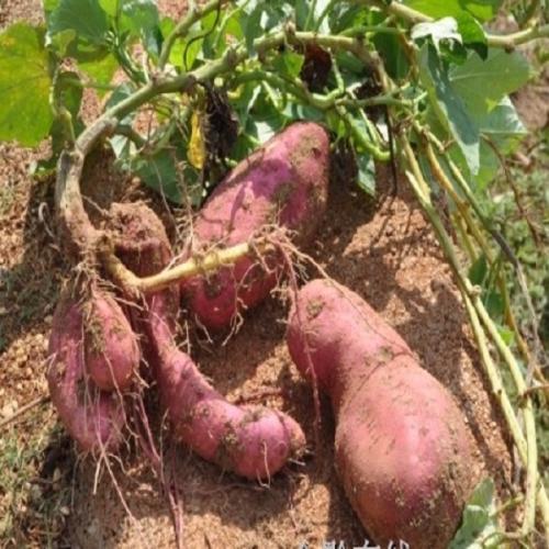 富硒地瓜的品种(地瓜品种富硒有哪些)-硒宝网