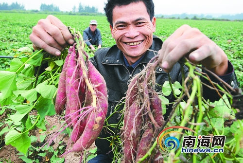 红土山富硒地瓜（富硒红薯）-硒宝网