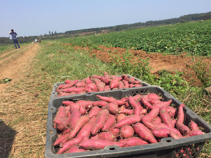 红土山富硒地瓜（富硒红薯）-硒宝网