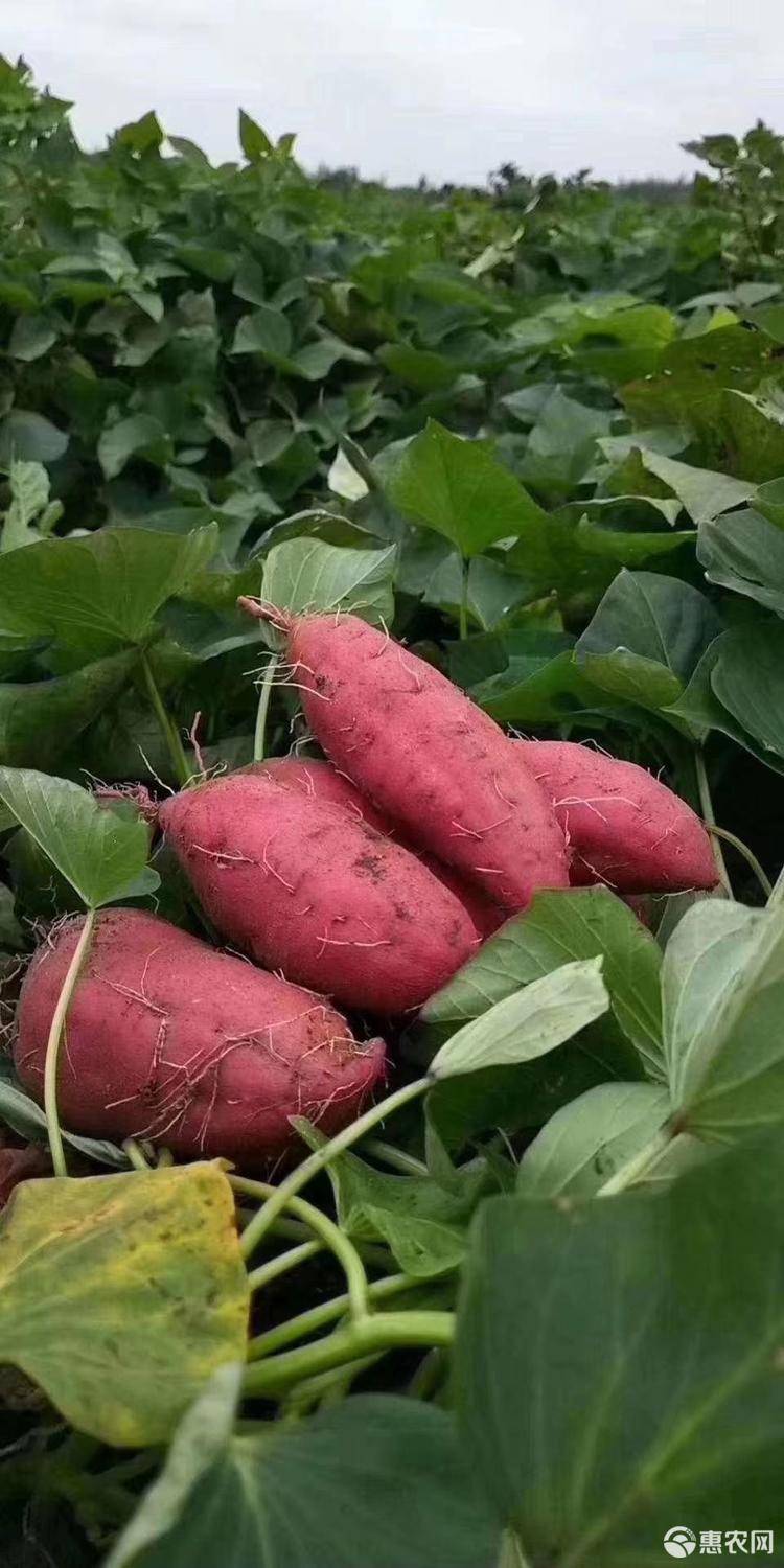 红土山富硒地瓜（富硒红薯）-硒宝网