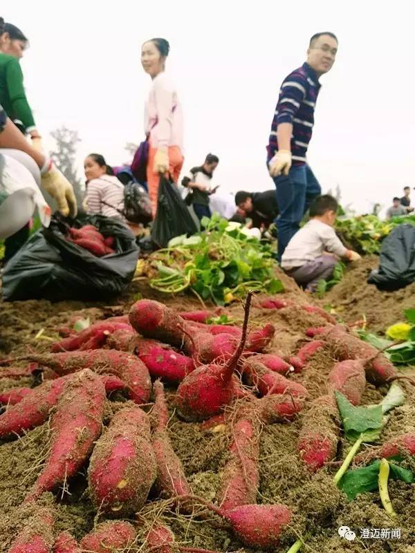 红土山富硒地瓜（富硒红薯）-硒宝网