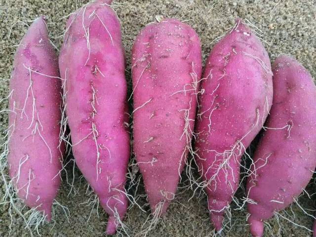 富硒地瓜的品种(富硒地瓜哪里最好)-硒宝网