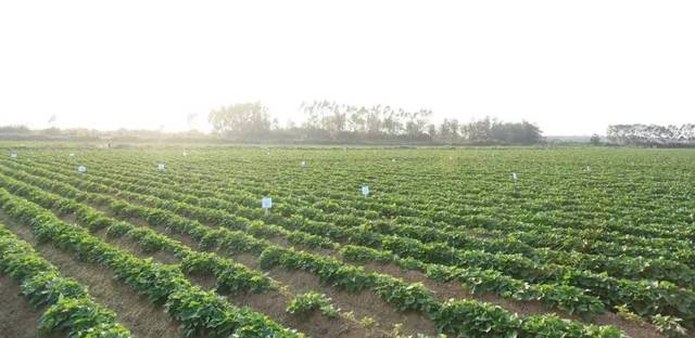 富硒地瓜的品种(富硒地瓜哪里最好)-硒宝网