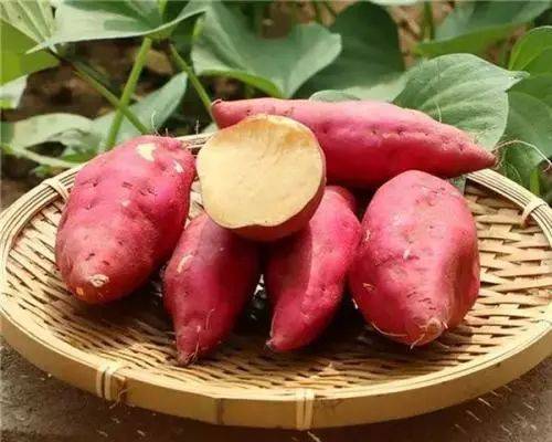 富硒地瓜的品种(富硒地瓜哪里最好)-硒宝网