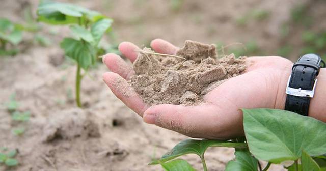 富硒地瓜的品种(富硒地瓜哪里最好)-硒宝网