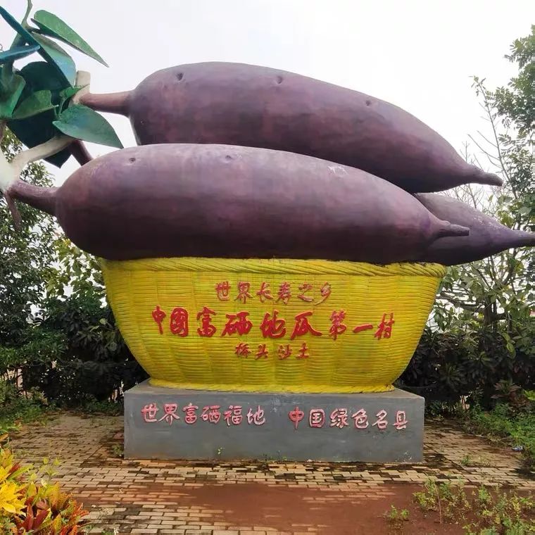 海南富硒沙地瓜（海南沙地瓜富硒产地）-硒宝网