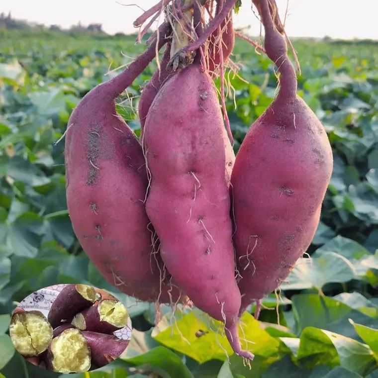 海南富硒沙地瓜（海南沙地瓜富硒产地）-硒宝网