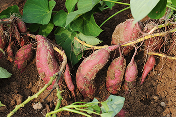 梨花园富硒地瓜（梨花园富硒地瓜）-硒宝网