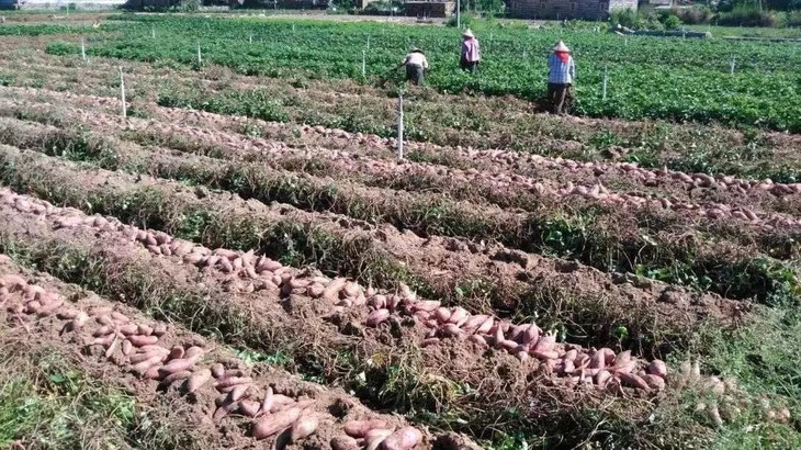 梨花园富硒地瓜（梨花园富硒地瓜）-硒宝网