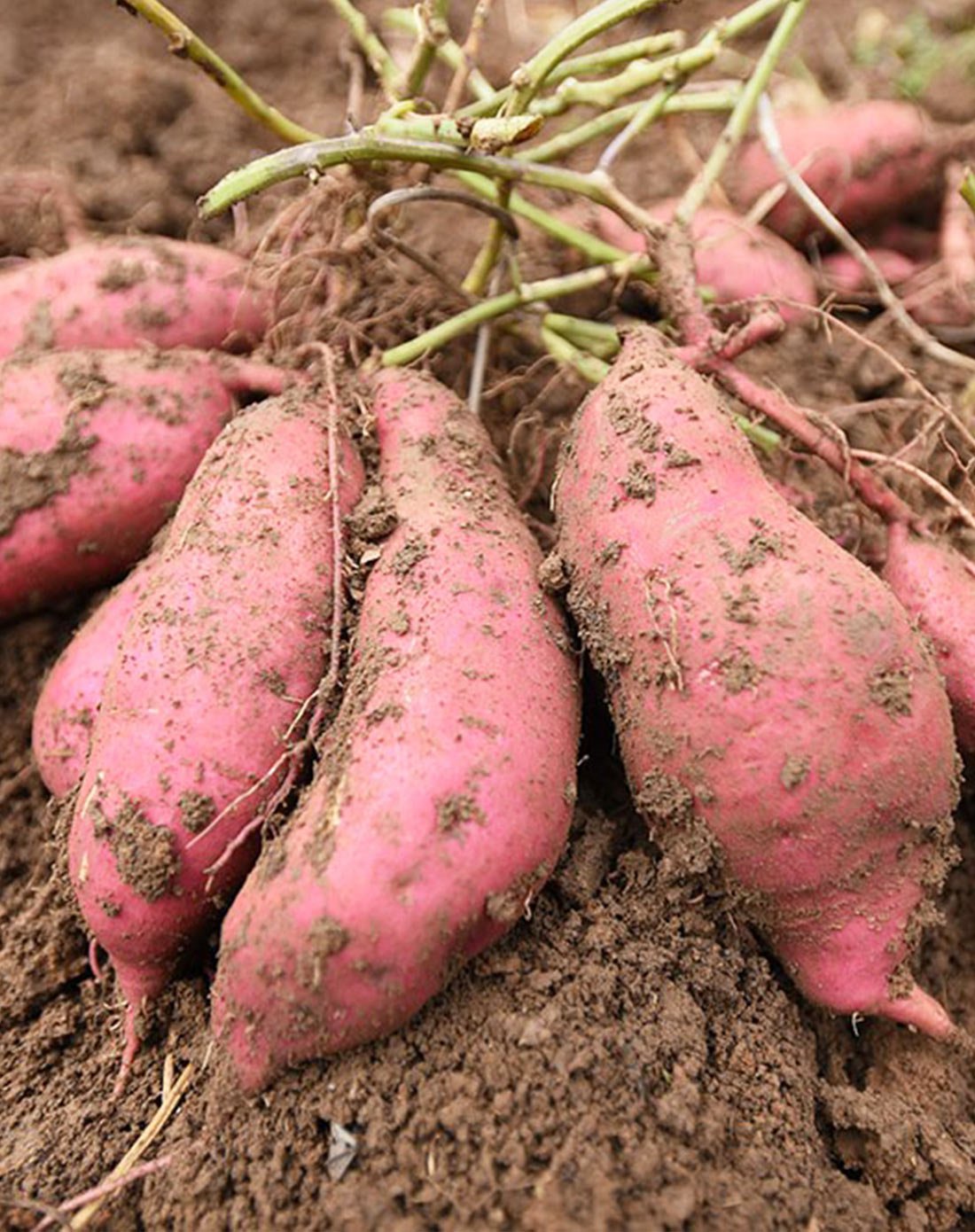 梨花园富硒地瓜（梨花园富硒地瓜）-硒宝网