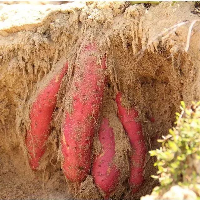 富硒烤地瓜做法(地瓜硒)-硒宝网