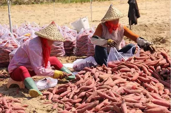 富硒烤地瓜做法(地瓜硒)-硒宝网