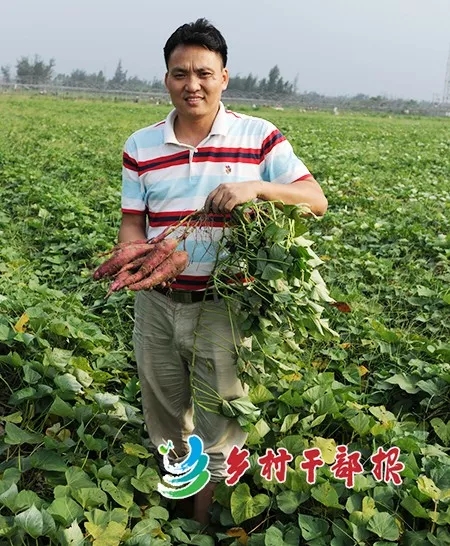 富硒地瓜干代理（地瓜干厂家直销）-硒宝网