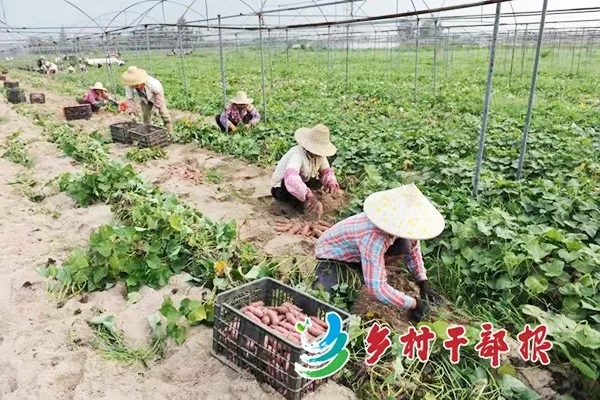 富硒地瓜干代理（地瓜干厂家直销）-硒宝网