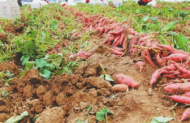 富硒地瓜的区别(富硒地瓜好吃吗)-硒宝网