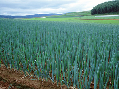 富硒地瓜胖人吗（胖地瓜富硒人能吃吗）-硒宝网