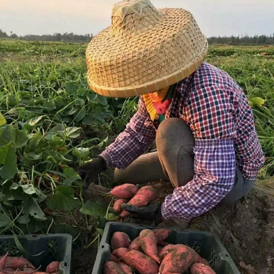 富硒地瓜蛋白质（蛋白质地瓜富硒含量高吗）-硒宝网
