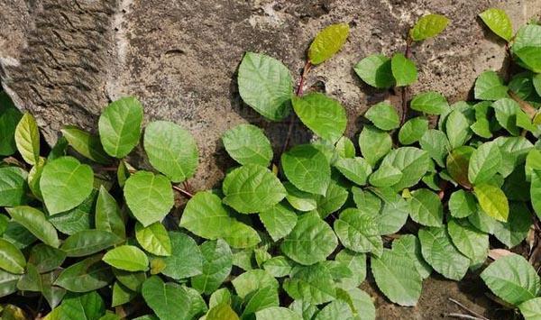 富硒烤地瓜做法(富硒地瓜煮多长时间)-硒宝网