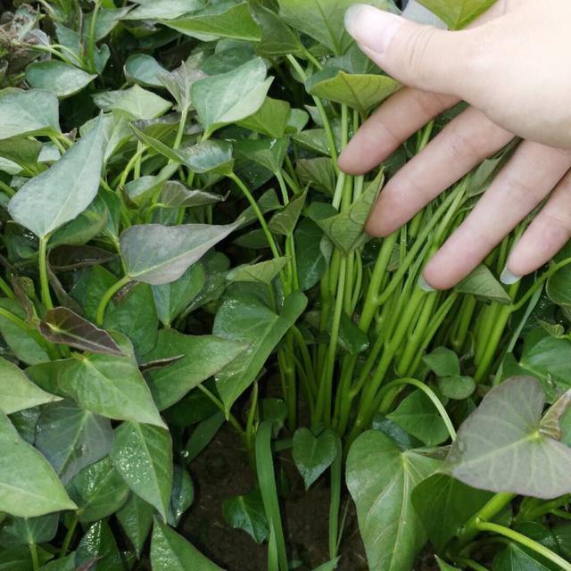 富硒烤地瓜做法(富硒地瓜煮多长时间)-硒宝网