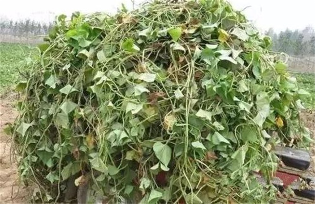 富硒烤地瓜做法(富硒地瓜煮多长时间)-硒宝网