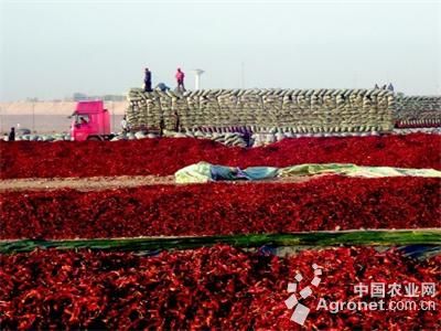 富硒玛莎莉地瓜(玛沙地瓜)-硒宝网
