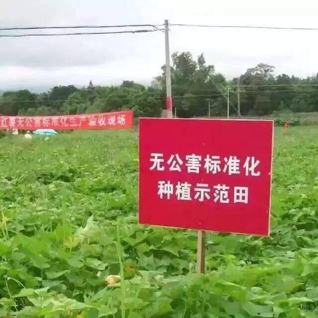 富硒烤地瓜做法（富硒地瓜的做法）-硒宝网