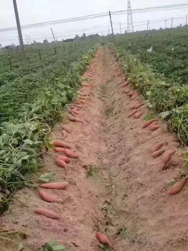 富硒烤地瓜做法（富硒地瓜的做法）-硒宝网