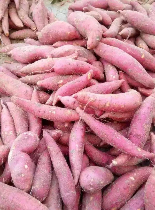 富硒烤地瓜做法（富硒地瓜的做法）-硒宝网