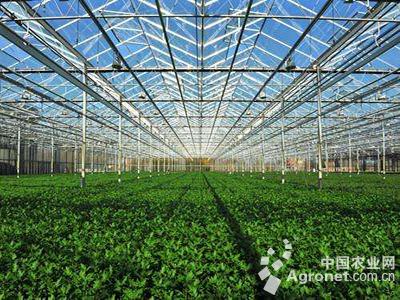 富硒地瓜多少钱（富硒地瓜与普通地瓜的区别）-硒宝网