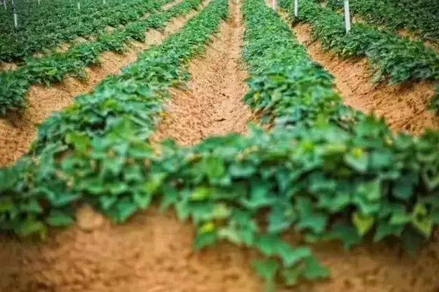 富硒地瓜的成分(富硒地瓜营养价值)-硒宝网