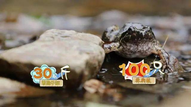 富硒地瓜的成分(富硒地瓜营养价值)-硒宝网