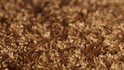 富硒地瓜的成分(富硒地瓜营养价值)-硒宝网