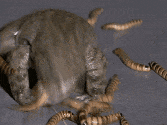 富硒地瓜的成分(富硒地瓜营养价值)-硒宝网